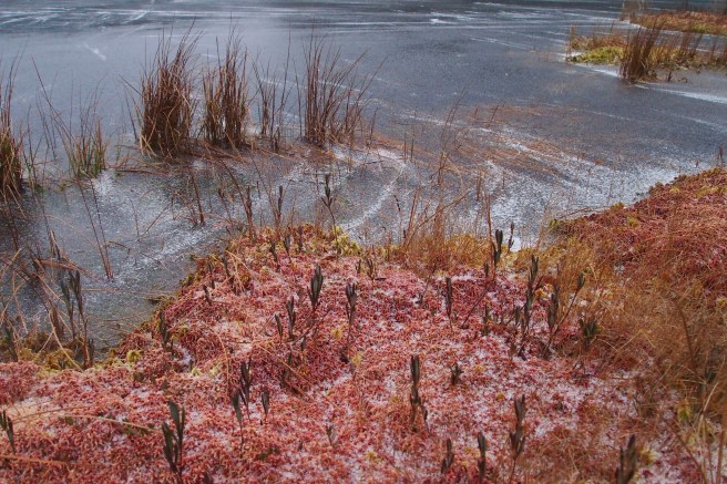 Pink moss and a frozen lake