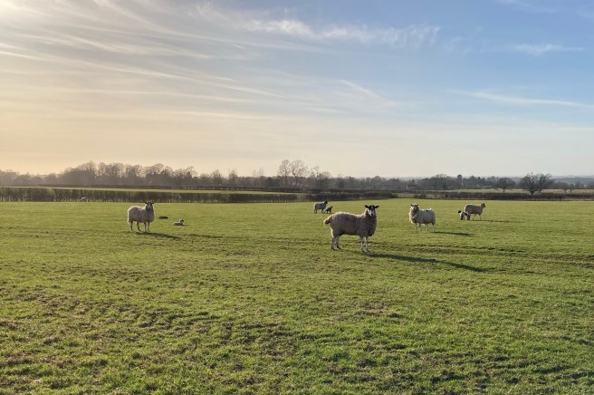 sheep on a field