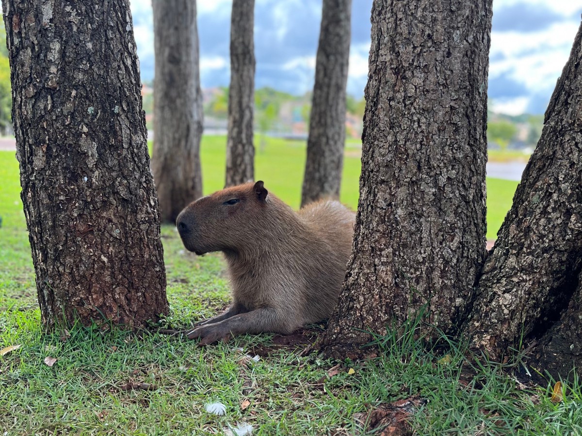 Backpacking Pantanal – Campo Grande, Miranda,&nbsp;Corumba